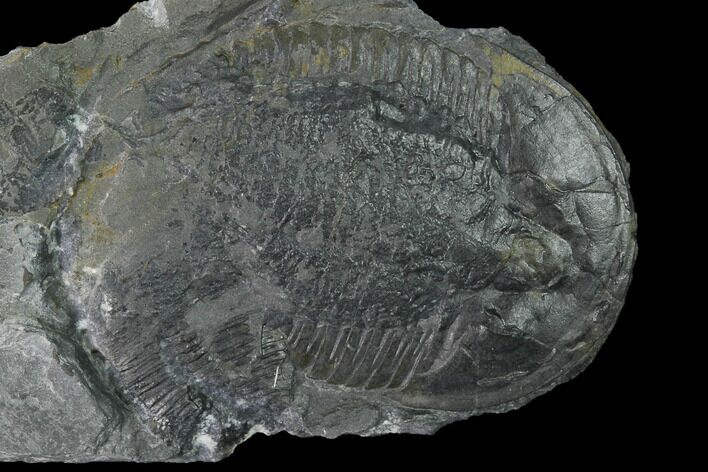 Elrathia Trilobite Fossil - Utah - House Range #139578